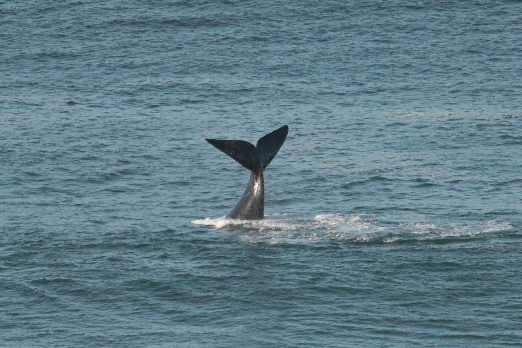Imperani Lejlighed Plettenberg Bay Eksteriør billede