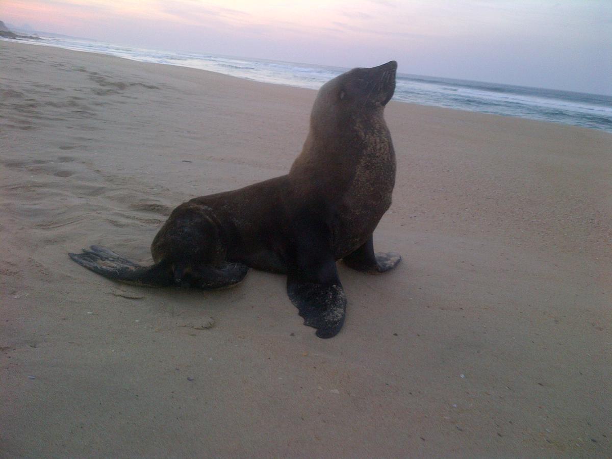 Imperani Lejlighed Plettenberg Bay Eksteriør billede